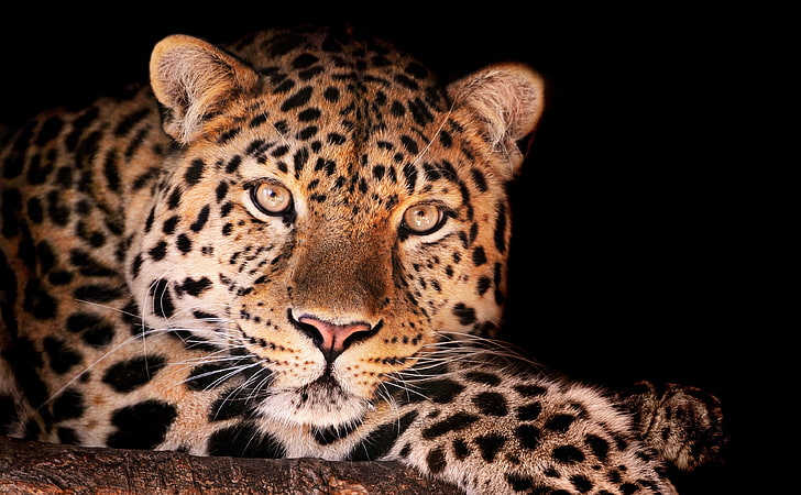 Leopardo magnífico, leopardo marrom e preto adulto, Animais, Selvagem, Leopardo, Magnífico, HD papel de parede