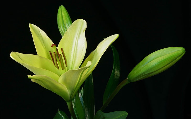 Lily plant flower bud-Photos HD Wallpaper, white Easter lily flower |  Wallpaperbetter