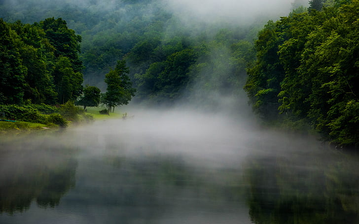木川霧霧の森HD、自然、木、森、川、霧、霧、 HDデスクトップの壁紙