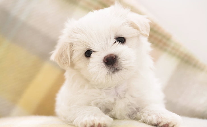 White Fluffy Puppy, white Maltese puppy, Cute, White, Fluffy, Puppy, HD wallpaper