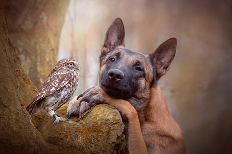 brown and black short coated dog, animals, dog, owl, trees, German Shepherd, HD wallpaper HD wallpaper