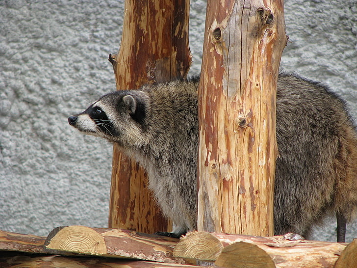 grey American badger, raccoon, curious, sit, watch, HD wallpaper