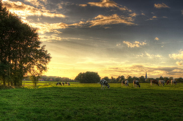 fotografia de paisagem de vaca na grama campos, vacas, holandês, vacas, holandês, natureza, animal, grama, pastoreio, pôr do sol, ao ar livre, prado, paisagem, mamífero, rebanho, HD papel de parede