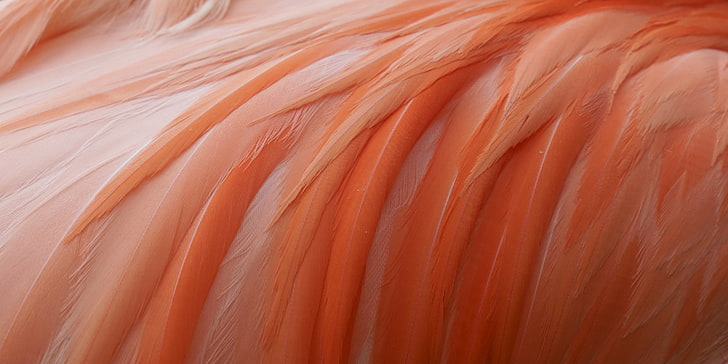 orange feathers, feathers, pink, Flamingo, HD wallpaper