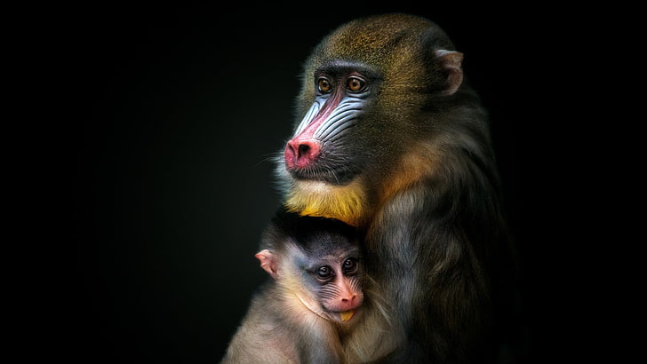 mamalia, binatang buas, mandrill, cub, monyet, margasatwa, Wallpaper HD