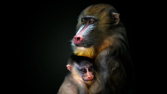 mamalia, binatang buas, mandrill, cub, monyet, margasatwa, Wallpaper HD HD wallpaper