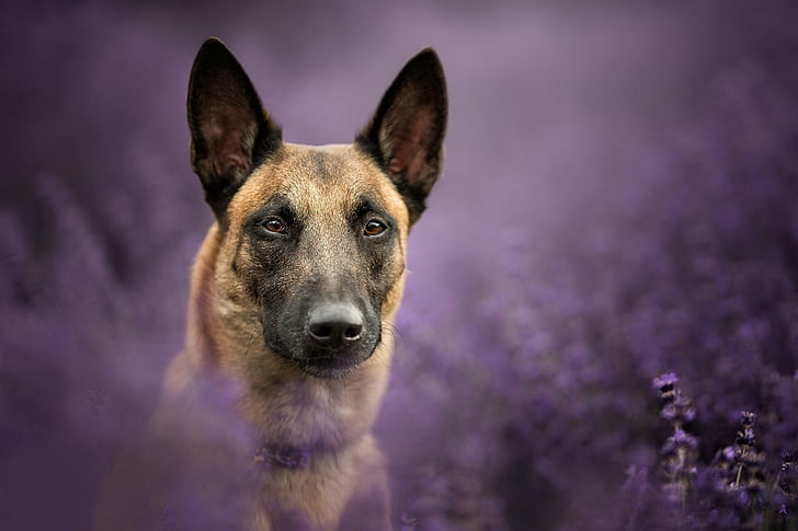 Dogs, Belgian Malinois, Dog, Pet, HD wallpaper