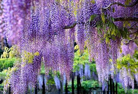 flores de pétalos de color púrpura, ramas, pincel, glicina, Fondo de pantalla HD HD wallpaper