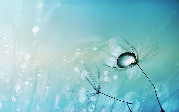 Water Drop Blue Macro HD, macro photography of dew in flower, nature, blue, macro, water, drop, HD wallpaper
