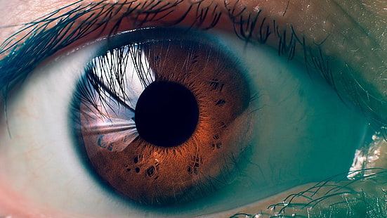 retina, eye, eyebrow, eyelash, close up, macro photography, iris, HD wallpaper HD wallpaper