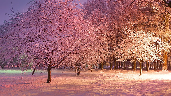 raureif, schnee, winter, schneebedeckt, landschaft, wald, baum, park, zweig, rosarot, beleuchtet, HD-Hintergrundbild