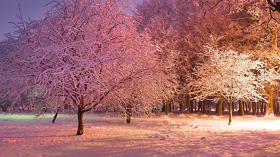 иней, сняг, зима, заснежен, пейзаж, гора, дърво, парк, клон, розов, осветени, светлини, слана, замръзване, HD тапет HD wallpaper