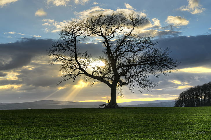 silhouette of tree with animal on green grass field with sun rays during daytime, Family tree, silhouette, animal, green grass, grass field, sun rays, daytime, Green  Tree, Gisburn, North Yorkshire, Skipton, Sunset, suns, Spring, nature, tree, grass, outdoors, sky, landscape, HD wallpaper