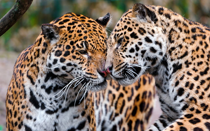 Jaguares, Pareja, Cariño, Cuidado, Depredadores, Fondo de pantalla HD |  Wallpaperbetter