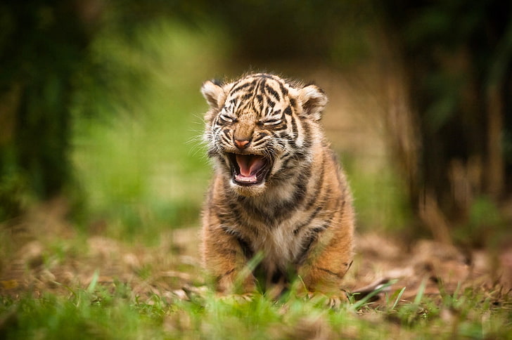 coklat, hitam, dan harimau putih, hewan, harimau, binatang bayi, Wallpaper HD