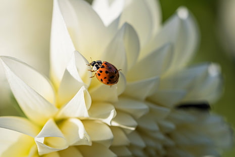 white flower with bug, lady bug, lady bug, Lady Bug, white flower, Botanic garden, Botaniska trädgården, Lund, bagge, dahlia, flower, insect, macro, makro, exif, model, canon eos, 760d, geo, country, camera, iso_speed, lens, f/2, usm, aperture, ƒ / 5, focal_length, mm, state, city, geo:location, canon, beetle, ladybug, nature, close-up, animal, plant, springtime, summer, green Color, beauty In Nature, leaf, grass, spotted, red, animals And Pets, small, black Color, HD wallpaper HD wallpaper