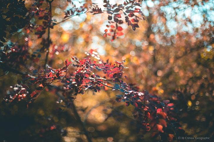 selektywna fotografia ostrości czerwonego drzewa liściastego, Krym, przyroda, liście, bokeh, głębia ostrości, Tapety HD