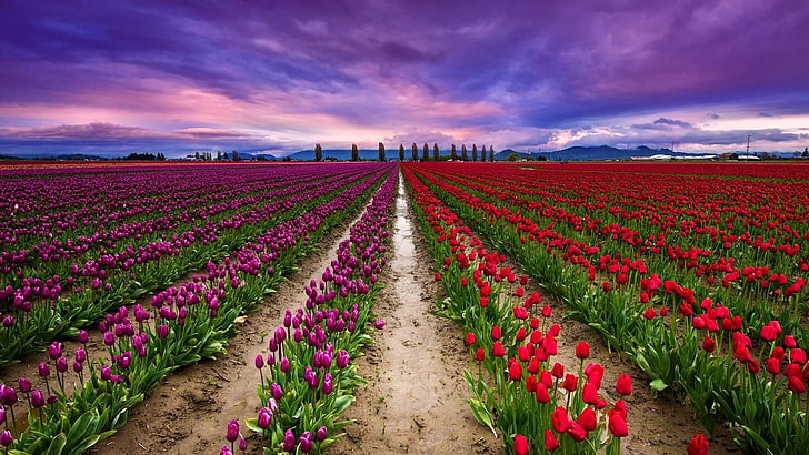 Keukenhof, campo de flores, plantação, fazenda, primavera, países baixos, holanda, céu, fazenda de tulipa, céu roxo, flor, campo, paisagem, tulipas, tulipa, campo de tulipas, HD papel de parede