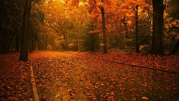 czerwony i biały dywan kwiatowy, fotografia, jesień, las, krajobraz, opadłe liście, liście, droga, Tapety HD
