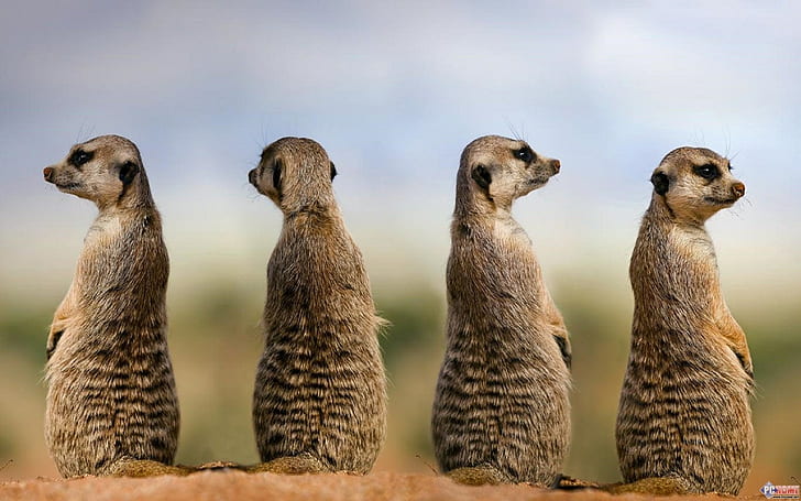 meerkat, HD wallpaper
