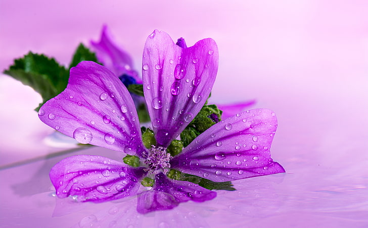 Mallow, purple petaled flower, Nature, Flowers, Flower, Wild, Wildflowers, Wildflower, Violet, stilllife, plantwildlife, mallow, HD wallpaper