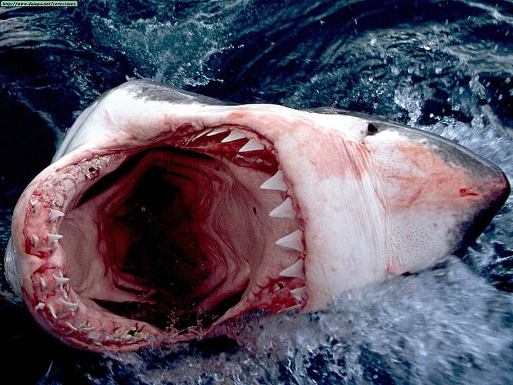 white shark, shark, animals, HD wallpaper
