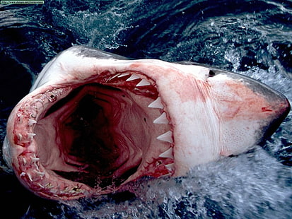 squalo bianco, squalo, animali, Sfondo HD HD wallpaper