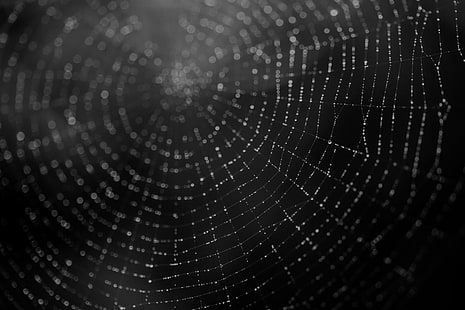Fotografie, Spinnennetz, Schwarzweiß, Makro, HD-Hintergrundbild HD wallpaper