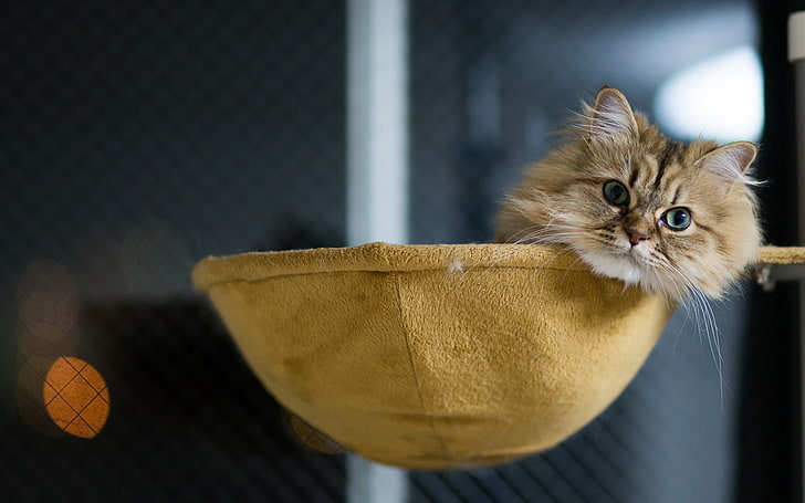 Gato atigrado marrón descansando sobre la cesta, gatitos, gatos, animales, hamacas, ventana, Ben Torode, Fondo de pantalla HD