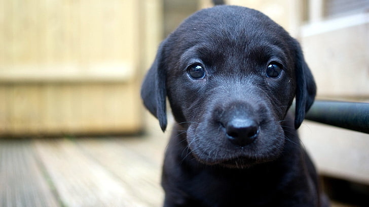cachorro negro, primer plano, perro, cachorros, Labrador Retriever, animales, Fondo de pantalla HD