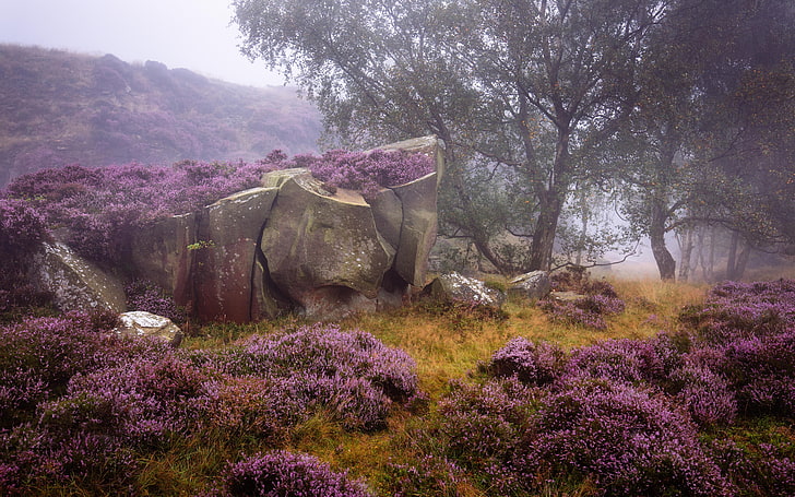 purple petaled flower field, trees, nature, stones, vegetation, boulders, England, Heather, Derbyshire, Peak District, HD wallpaper