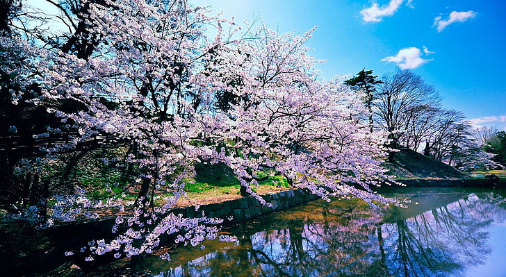 Árboles de flor de cerezo, árbol de flores de cerezo, estaciones,  primavera, Fondo de pantalla HD | Wallpaperbetter