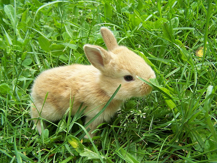 Animal, Rabbit, Baby Animal, Bunny, Cute, Grass, HD wallpaper