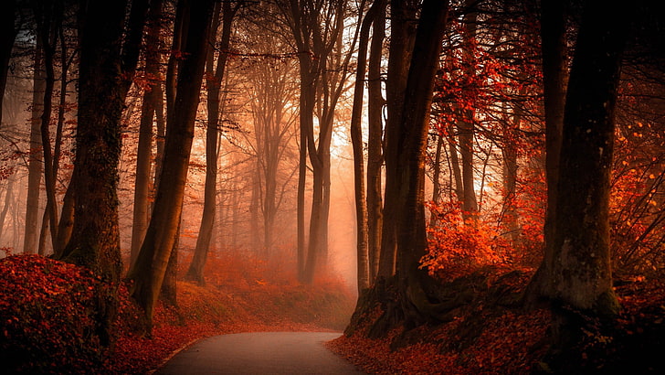 autumn, forest-2560x1440, HD wallpaper
