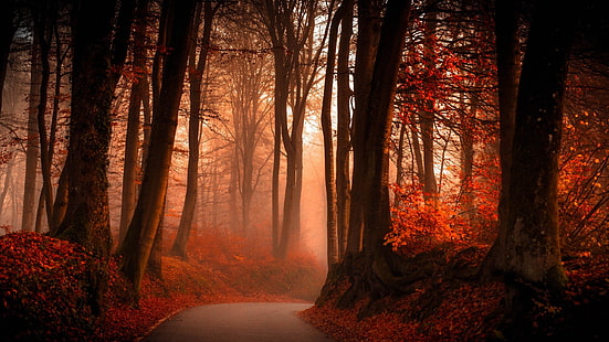 outono, floresta-2560x1440, HD papel de parede HD wallpaper