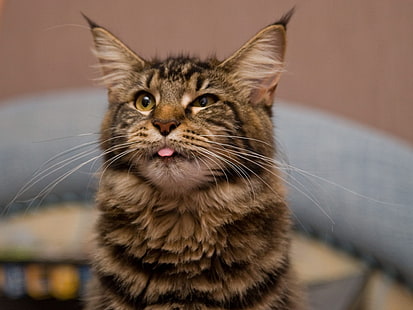 แมวเมนคูนสีน้ำตาลแมวเมนคูนขนยาว, วอลล์เปเปอร์ HD HD wallpaper