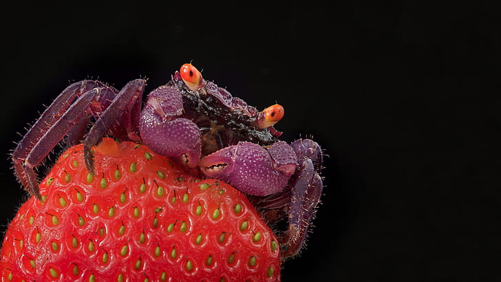 Krabben-Erdbeer-Schwarzes HD, Tiere, Schwarzes, Erdbeere, Krabbe, HD-Hintergrundbild