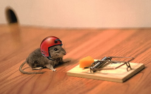 brown and gray mouse trap, mouse, cheese, mouse trap, helmet, funny, situation, HD wallpaper HD wallpaper