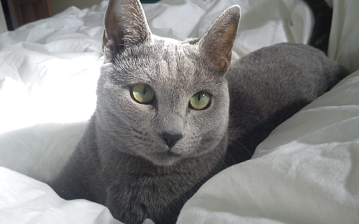 Russian Blue Cat in Bed, russian blue cat, gorgeous, sleepy, HD wallpaper