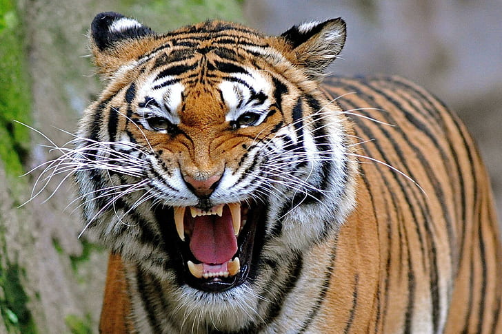 Angry-tiger, orange tiger, tiger, angry, eyes, animal, animals, HD wallpaper
