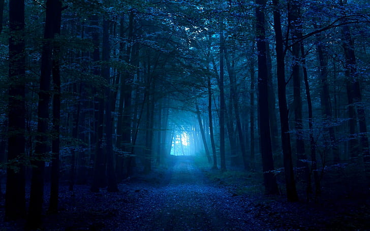 Темно-синий лес, синий, путь, темный, 3d и абстрактный, HD обои
