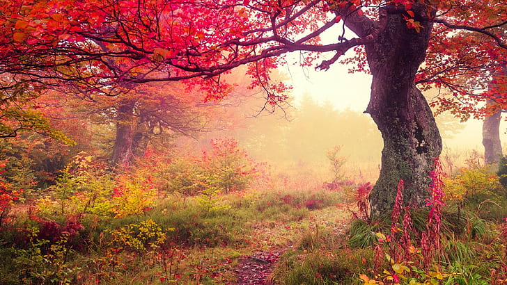 red leaf tree, fall, landscape, trees, HD wallpaper