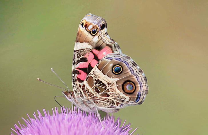 macro photography of brown spotted butterfly perched on purple flower, american lady, american lady, American Lady, macro photography, brown, spotted, butterfly, purple flower, north carolina, richmond county, american painted lady, vanessa virginiensis, Papilio  troilus, Papilio troilus, insect, nature, butterfly - Insect, animal, multi Colored, summer, close-up, animal Wing, beauty In Nature, HD wallpaper