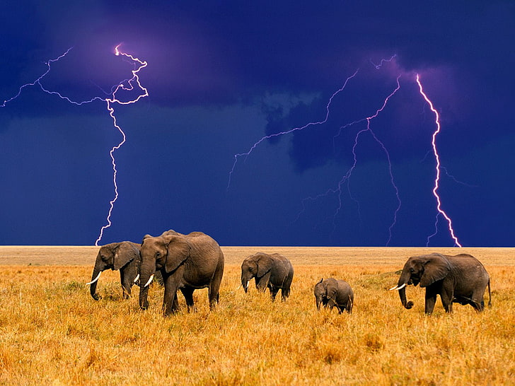 five gray elephants, lightning, Africa, elephants, HD wallpaper