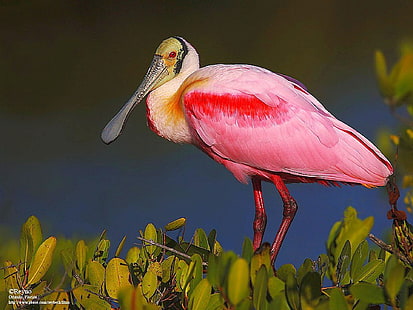 ピンクと黄色の長いくちばしの鳥、鳥、葉、動物、 HDデスクトップの壁紙 HD wallpaper
