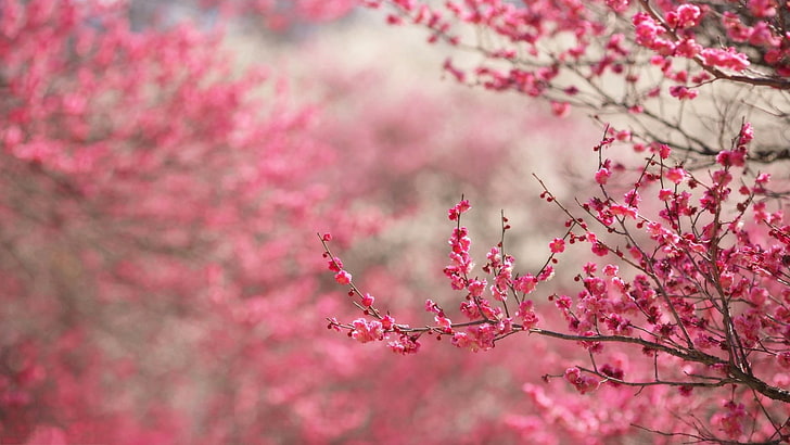 spring-beautiful-pictures-hd-wallpaper-preview.jpg