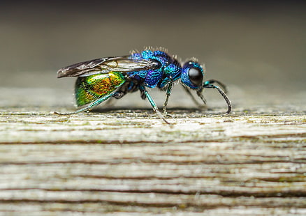 fotografía, naturaleza, macro, mosca, insecto, madera, colorido, Fondo de pantalla HD HD wallpaper