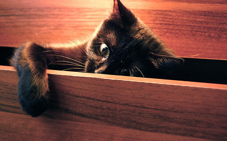 Peek A Boo!, paws, lovely, kitty, black, kitten, funny, cute, animals, HD wallpaper