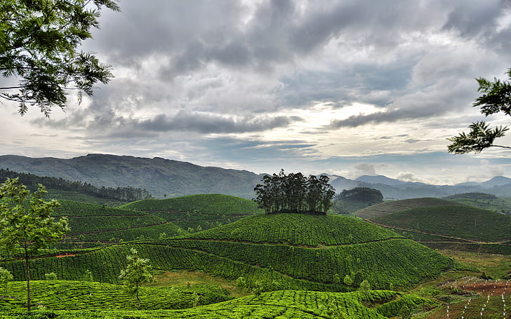 niebo, chmury, góry, wzgórza, Indie, Kerala, Munnar, plantacje herbaty, Tapety HD