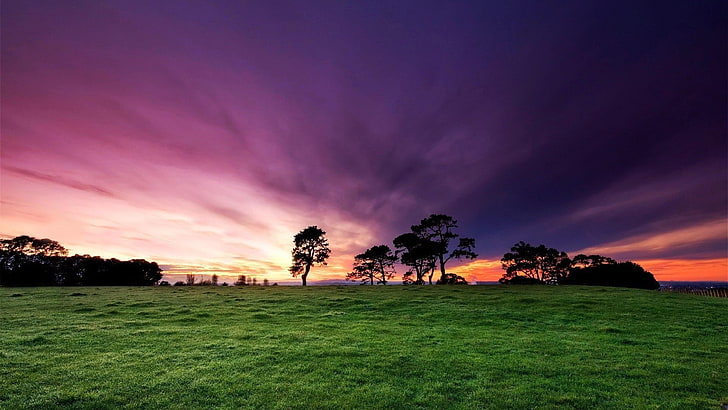 nubes púrpuras, cielo púrpura, campo, puesta del sol, hierba, paisaje, árboles, Fondo de pantalla HD